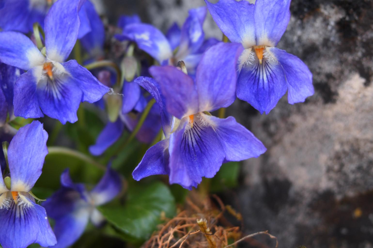 Violet, Hairy